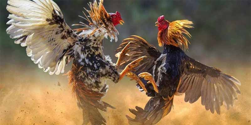 Hướng dẫn phát hiện đặc điểm của gà Asil