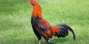 Giới thiệu về giống gà Asil