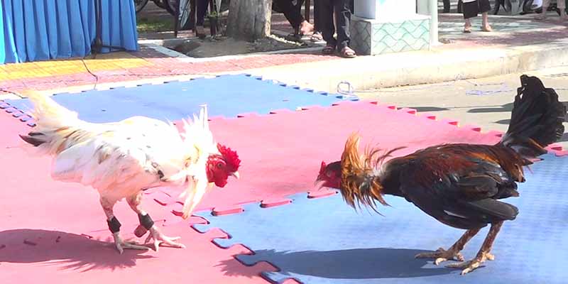 Đá gà Asil mang tới những giây phút chọi kê kịch tính